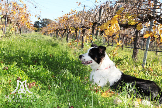 Winemaker’s Grape Vine Cuttings