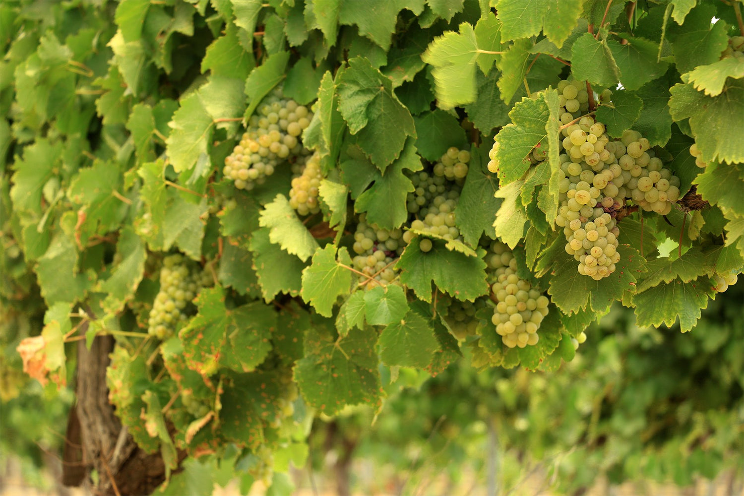 White Wines