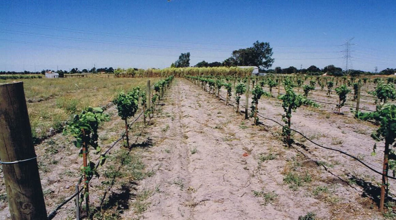 Chenin Blanc Vineyard