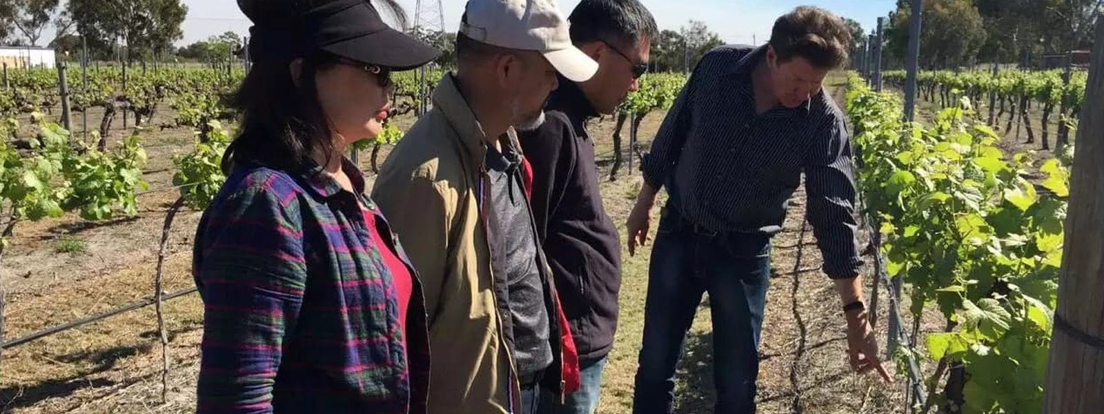 Peter in the vineyard talking with export clients